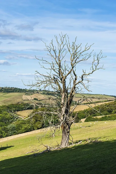 Framed Print : Print of Old Tree on Farms and Fields, Devon Framed Print : Print of Old Tree on Farms and Fields, Devon