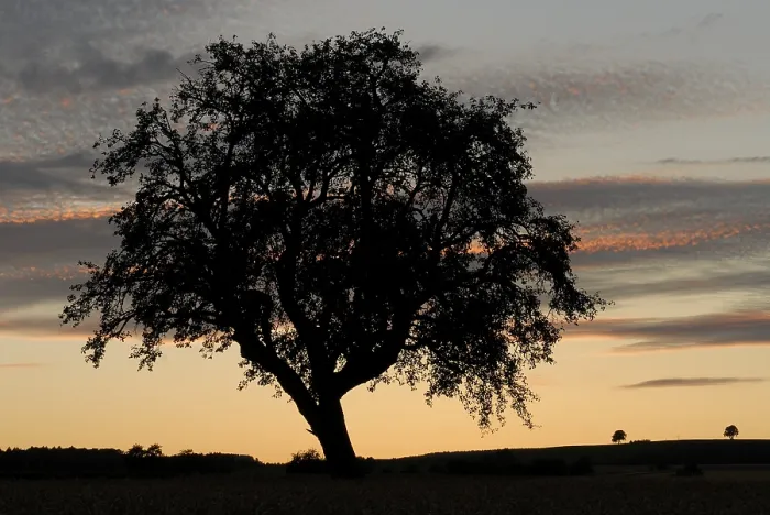 Framed Print : An Old Tree in Sunset Light Print, Germany, Europe Framed Print : An Old Tree in Sunset Light Print, Germany, Europe