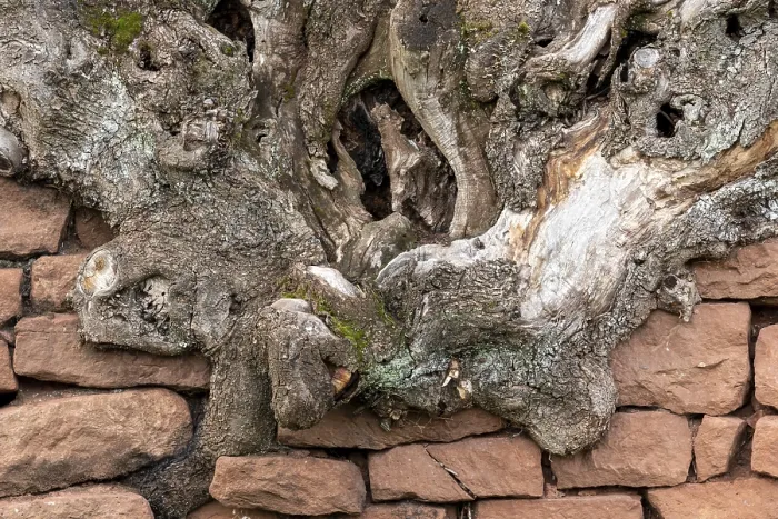 Framed Print : Red Sandstone Wall Overgrown by Old Tree Root Print Framed Print : Red Sandstone Wall Overgrown by Old Tree Root Print