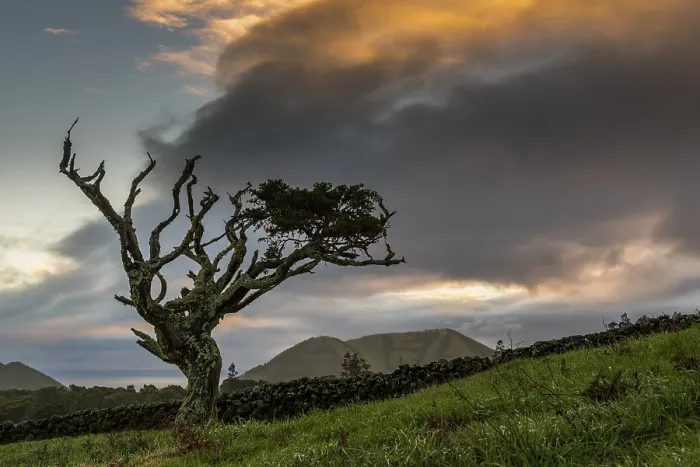 Framed Print : Old Tree with Thundercloud Print, Pico Island, Azores Framed Print : Old Tree with Thundercloud Print, Pico Island, Azores