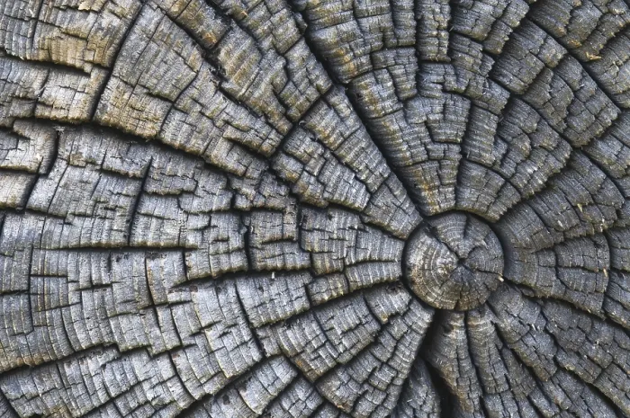 Framed Print : Old Tree Trunk Print Framed Print : Old Tree Trunk Print