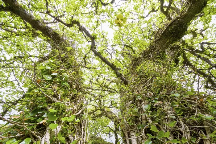 Framed Print : Old Trees Surrounded by Ivy in Spring Print, Isle of Skye Framed Print : Old Trees Surrounded by Ivy in Spring Print, Isle of Skye