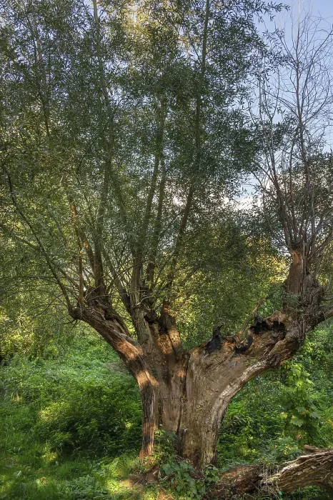 Framed Print : Old Willow Tree (Salix) Print, DarB, Germany Framed Print : Old Willow Tree (Salix) Print, DarB, Germany