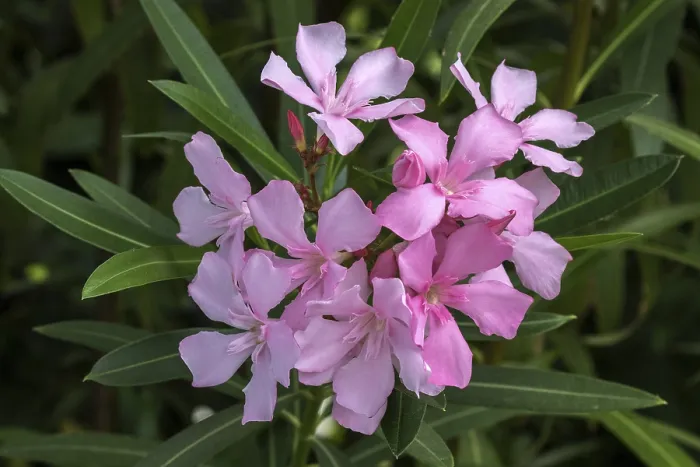 Framed Print : Oleander (Nerium oleander) Print, Pink Flowering Plant Framed Print : Oleander (Nerium oleander) Print, Pink Flowering Plant