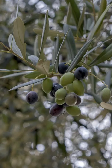 Framed Print : Olive Grove Print: Mediterranean Landscape Framed Print : Olive Grove Print: Mediterranean Landscape