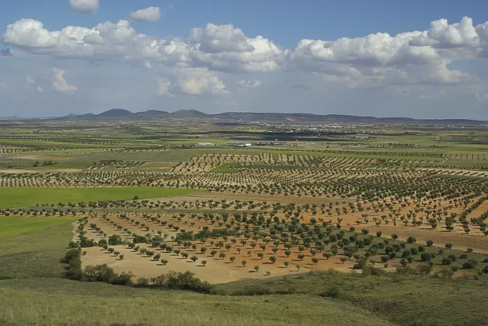 Framed Print : Olive Grove Print, Mediterranean Landscape Framed Print : Olive Grove Print, Mediterranean Landscape