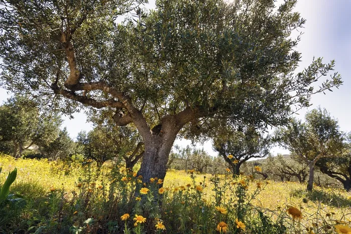 Framed Print : Olive Tree on Spring Meadow Print, Elafonisos, Greece Framed Print : Olive Tree on Spring Meadow Print, Elafonisos, Greece