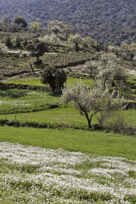 Framed Print : Olive Trees and Blossoming Trees Print, Crete, Greece Framed Print : Olive Trees and Blossoming Trees Print, Crete, Greece