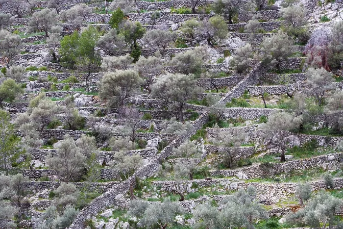 Framed Print : Olive Trees on Terraced Landscape Print, Majorca, Spain Framed Print : Olive Trees on Terraced Landscape Print, Majorca, Spain