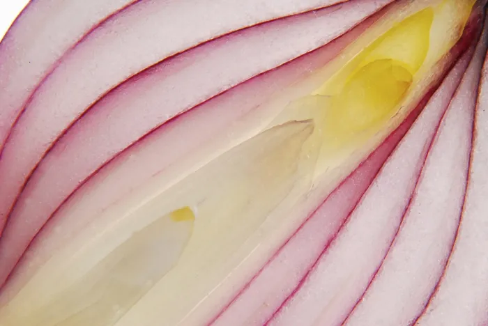 Framed Print : Onion Onion Print by Claude Monet Framed Print : Onion Onion Print by Claude Monet