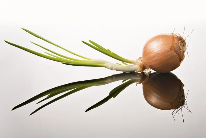 Framed Print : Onion Onion Print by Claude Monet Framed Print : Onion Onion Print by Claude Monet