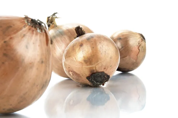 Framed Print : Onions Print by ImageBROKER Framed Print : Onions Print by ImageBROKER