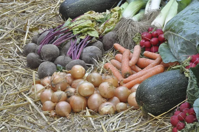 Framed Print : Harvest Vegetables Print - Onions, Beetroot and Leeks Framed Print : Harvest Vegetables Print - Onions, Beetroot and Leeks