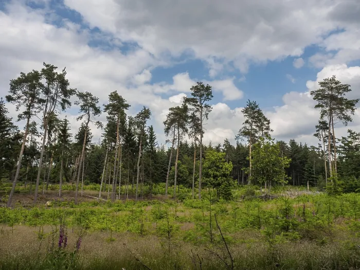 Framed Print : Open Forest Print, Reken, Munsterland, Germany