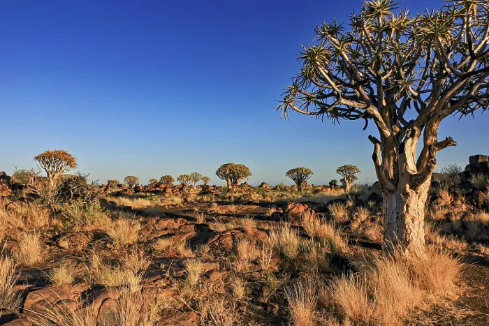 Framed Print : Baobab Landscape Print - Quiver Tree Forest, Namibia Framed Print : Baobab Landscape Print - Quiver Tree Forest, Namibia