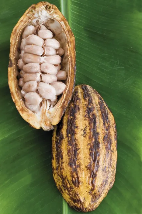 Framed Print : Opened Cocoa Fruit Print
