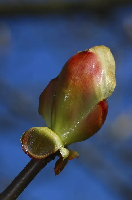 Framed Print : Opening Leaf Bud of a Chestnut Tree Print Framed Print : Opening Leaf Bud of a Chestnut Tree Print