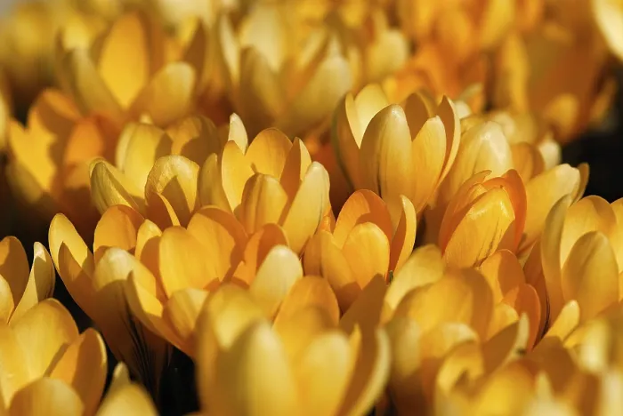 Framed Print : Orange Crocuses Print, Mindelheim, Bavaria, Germany Framed Print : Orange Crocuses Print, Mindelheim, Bavaria, Germany