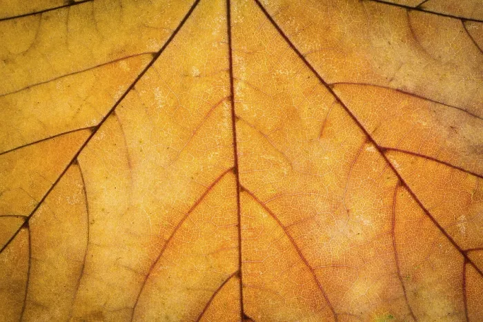 Framed Print : Orange Maple Autumn Leaf Texture Print Framed Print : Orange Maple Autumn Leaf Texture Print