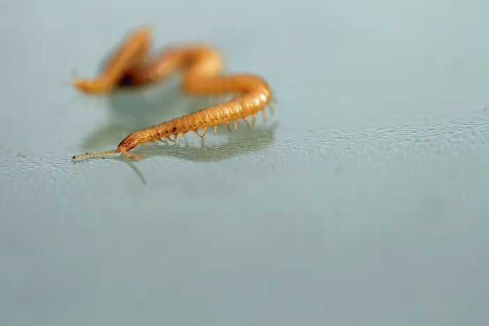 Framed Print : Orange Millipede on Smooth Surface Print