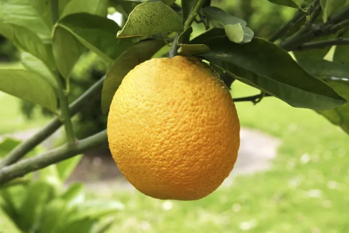 Framed Print : Orange on a Orange Tree Print Framed Print : Orange on a Orange Tree Print