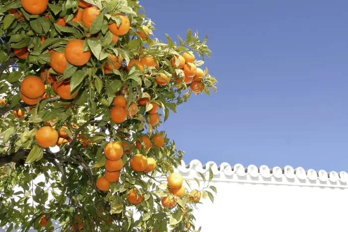 Framed Print : Orange Tree Print with Fruit Framed Print : Orange Tree Print with Fruit