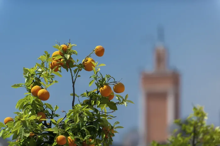 Framed Print : Orange Tree Print with Fresh Fruit in Marrakech, Morocco Framed Print : Orange Tree Print with Fresh Fruit in Marrakech, Morocco