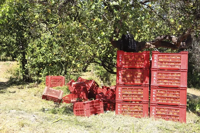Framed Print : Orange Trees and Boxes of Oranges Print, Sicily Harvest Framed Print : Orange Trees and Boxes of Oranges Print, Sicily Harvest