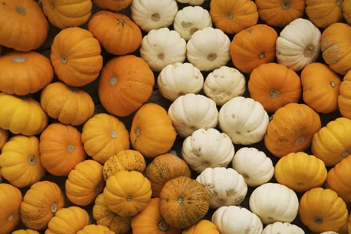 Framed Print : Orange and White Pumpkins Print Framed Print : Orange and White Pumpkins Print