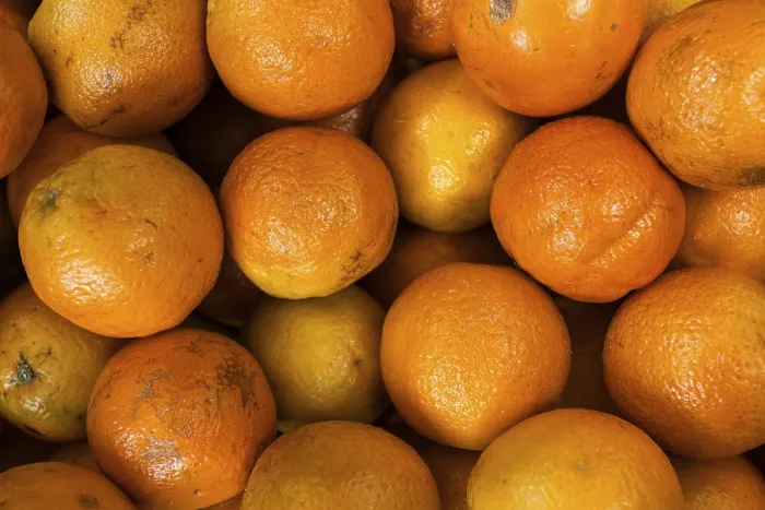Framed Print : Oranges (Citrus sinensis) Print Framed Print : Oranges (Citrus sinensis) Print