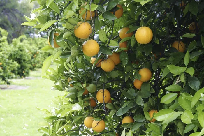 Framed Print : Oranges on an Orange Tree Print Framed Print : Oranges on an Orange Tree Print