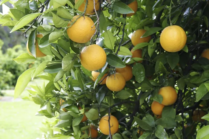 Framed Print : Oranges on a Orange Tree Print Framed Print : Oranges on a Orange Tree Print