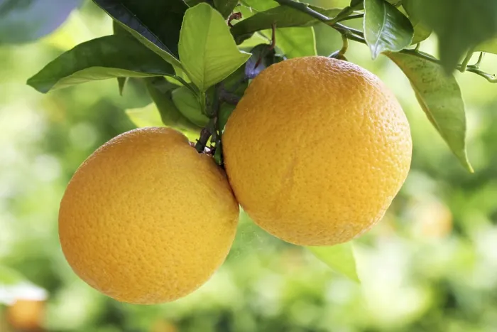 Framed Print : Oranges on a Orange Tree Print Framed Print : Oranges on a Orange Tree Print