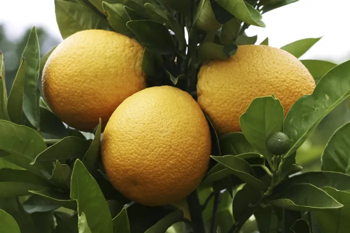 Framed Print : Oranges on a Orange Tree Print Framed Print : Oranges on a Orange Tree Print