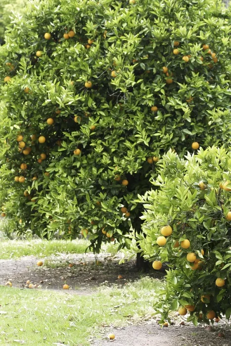 Framed Print : Oranges on a Orange Tree Print Framed Print : Oranges on a Orange Tree Print