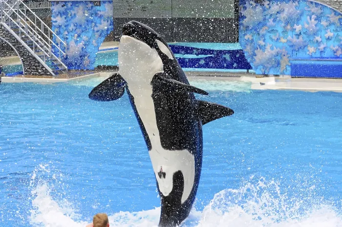 Framed Print : Orca jumping high in a pool Print, Shamu Stadium, SeaWorld Framed Print : Orca jumping high in a pool Print, Shamu Stadium, SeaWorld