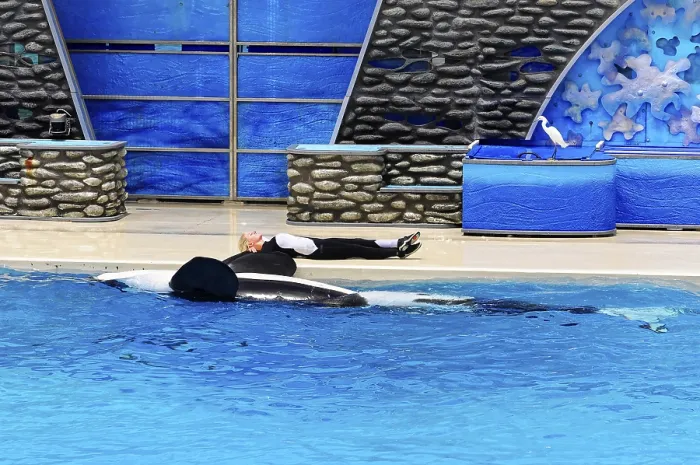 Framed Print : Orca and Trainer Interaction Print, SeaWorld San Diego Framed Print : Orca and Trainer Interaction Print, SeaWorld San Diego