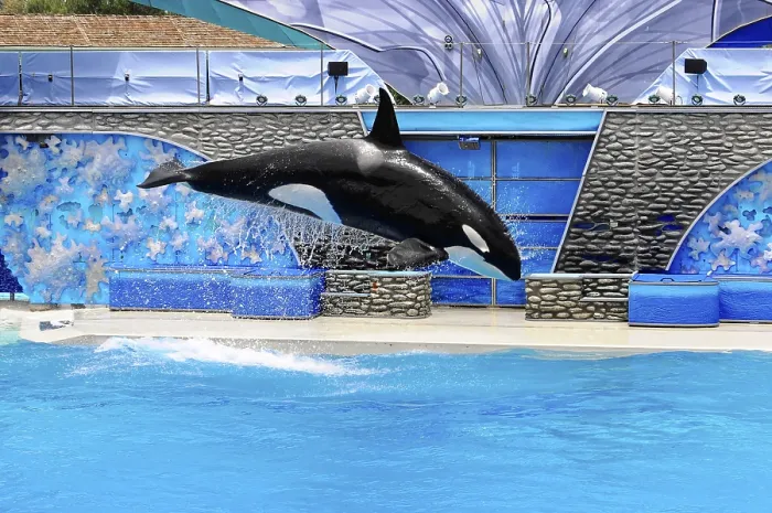 Framed Print : An orca performs a leap over water in a blue pool Print Framed Print : An orca performs a leap over water in a blue pool Print