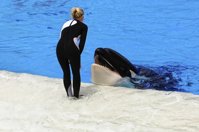 Framed Print : An Orca Interacts with a Trainer Print, San Diego Framed Print : An Orca Interacts with a Trainer Print, San Diego