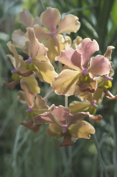 Framed Print : Orchid Orchid Print by imageBROKER Framed Print : Orchid Orchid Print by imageBROKER