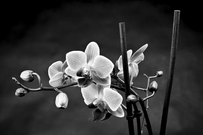 Framed Print : Black Background Orchid Print Framed Print : Black Background Orchid Print