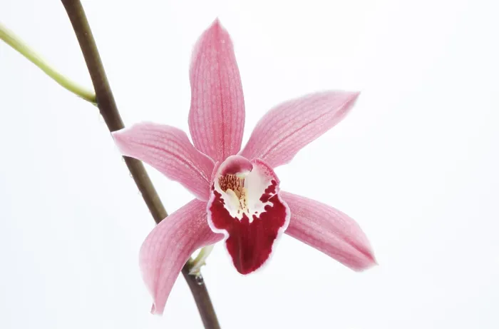 Framed Print : Cymbidium Orchid Print Framed Print : Cymbidium Orchid Print