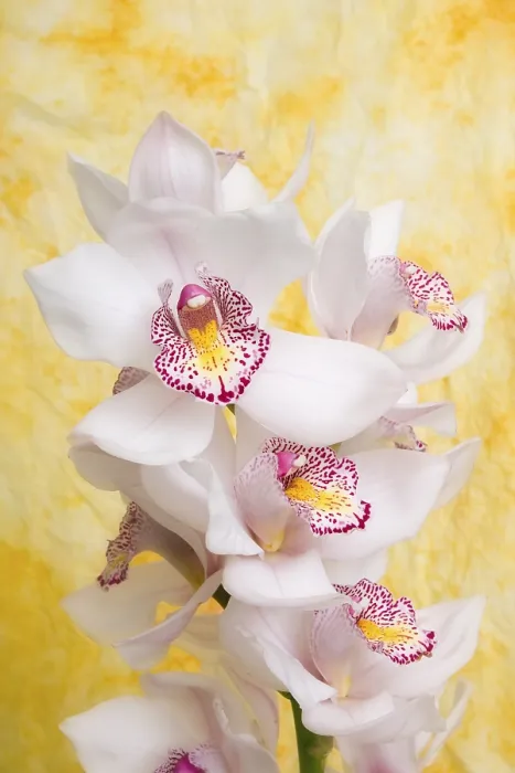Framed Print : Orchid Print - Orchideae Species Framed Print : Orchid Print - Orchideae Species