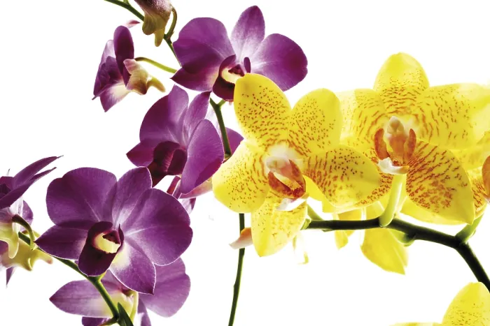 Framed Print : Orchids Print by ImageBROKER Framed Print : Orchids Print by ImageBROKER