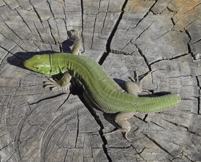 Framed Print : Sand Lizard on Tree Stump Print Framed Print : Sand Lizard on Tree Stump Print