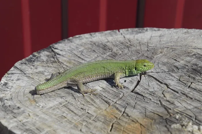 Framed Print : Sand Lizard on Tree Stump Print Framed Print : Sand Lizard on Tree Stump Print