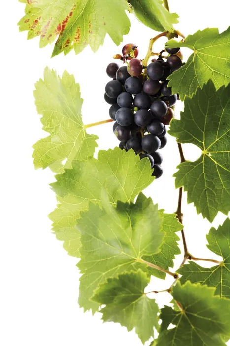 Framed Print : Organic Grape Vine Print Framed Print : Organic Grape Vine Print