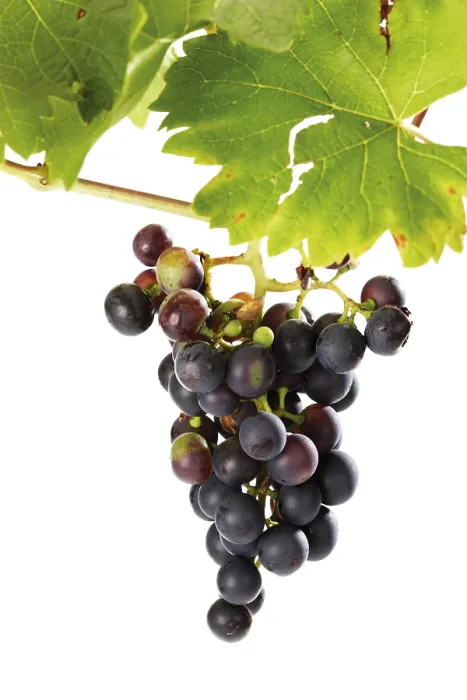 Framed Print : Organic Grape Vine Print Framed Print : Organic Grape Vine Print