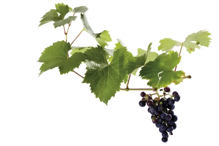 Framed Print : Organic Grapevine Print Framed Print : Organic Grapevine Print