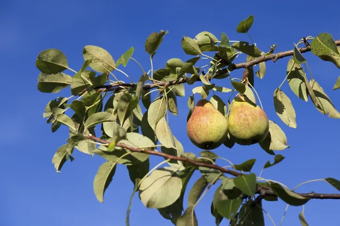 Framed Print : Organic Pears on Tree Print Framed Print : Organic Pears on Tree Print
